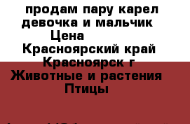 продам пару карел.девочка и мальчик › Цена ­ 5 000 - Красноярский край, Красноярск г. Животные и растения » Птицы   